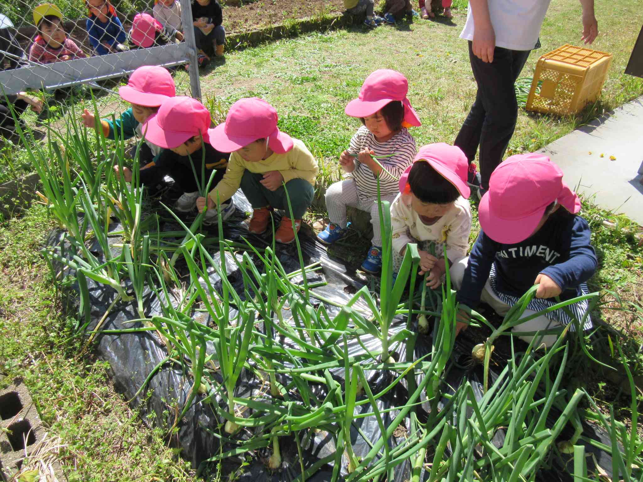 お花がきれいに咲いたね